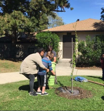 Planting trees